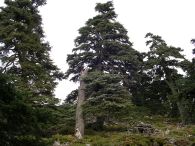 Pinsapo de la Sierra de las Nieves