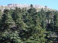 Pinsapal de la Sierra de las Nieves