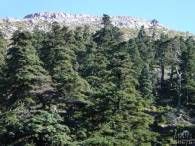 Pinsapal de la Sierra de las Nieves